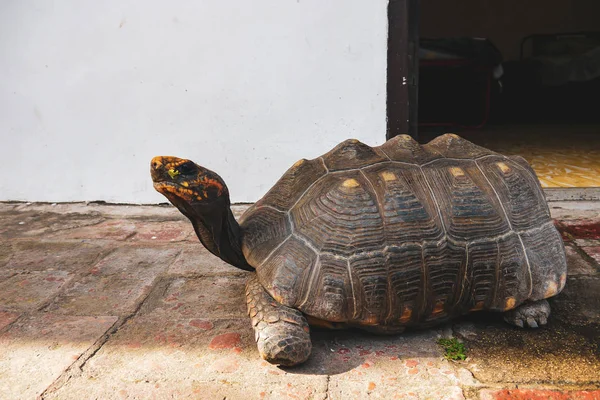 Aldabra Giant Sköldpadda Runt Gatan — Stockfoto