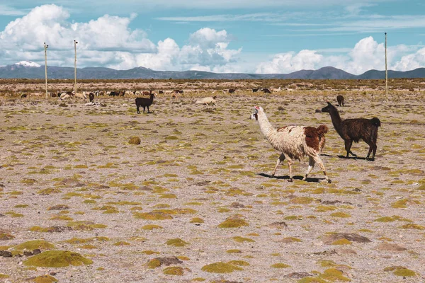 Lama Een Gebied Van Salar Uyuni Bolivia — Stockfoto