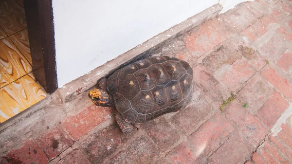 阿尔达布拉巨型龟在街上走来走去 — 图库照片