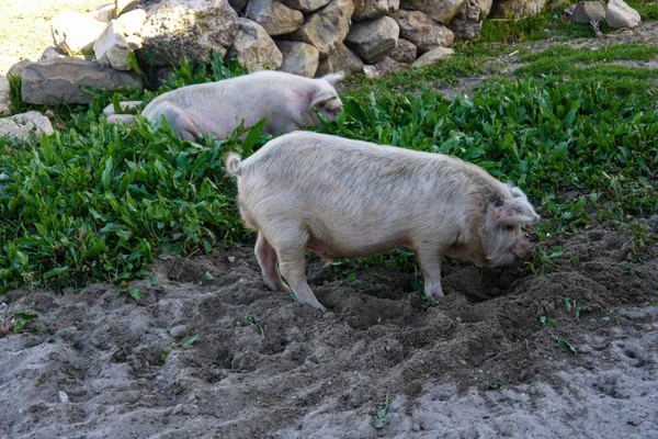 Partján Titica Bolíviai Oldalon — Stock Fotó