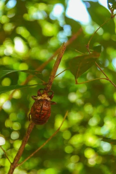Malý Hnědý Hmyz Šplhá Vrchol Stromového Listí — Stock fotografie