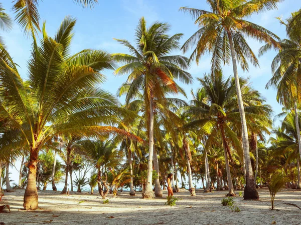 Mulher Andando Torno Selva Palmeira Ilha Onok Balabac Nas Filipinas — Fotografia de Stock