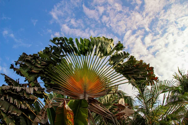 Seyulita Nayarit, Meksika'nın merkezinde ravenala madagascariensis olarak bilinen gezgin palmiye ağacı