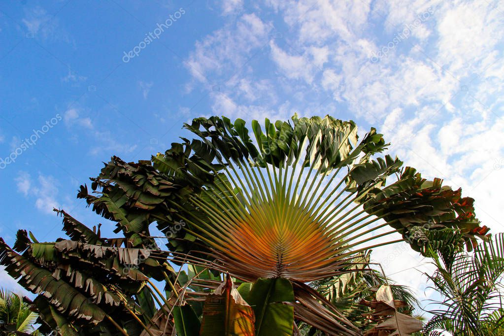 traveller's palm tree known as ravenala madagascariensis in centre of Sayulita Nayarit, Mexico