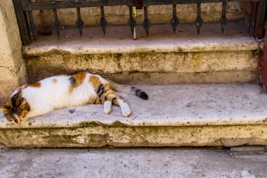  İstanbul Balat'ta gün batımında sokak kedisi dolaşıyor