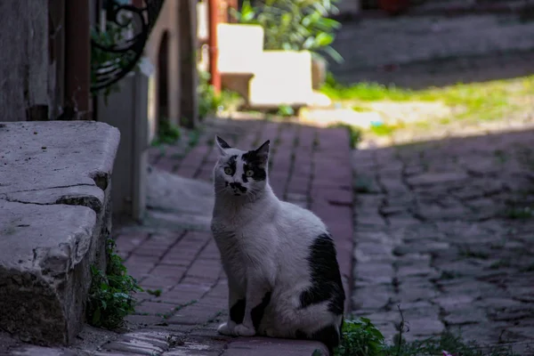 Gato Callejero Caminando Atardecer Balat Estambul — Foto de Stock