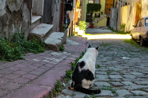 Utcai Macska Járkálni Naplementében Balat Isztambulban — Stock Fotó
