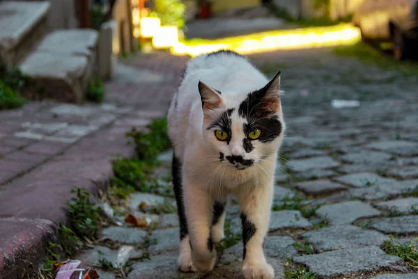 Gato Rua Andando Pôr Sol Balat Istambul — Fotografia de Stock