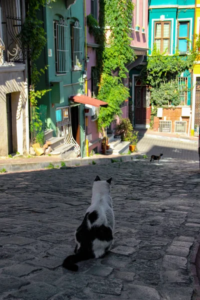 İstanbul Balat'ta gün batımında sokak kedisi dolaşıyor