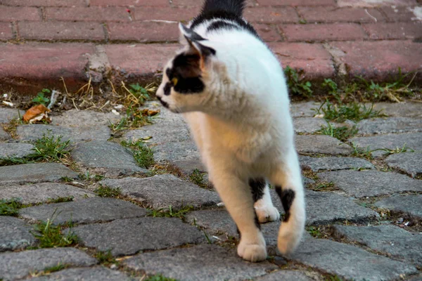 Gatto Strada Che Cammina Tramonto Balat Istanbul — Foto Stock