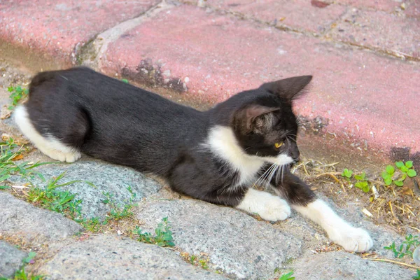 Gatukatt Runt Vid Solnedgången Balat Istanbul — Stockfoto