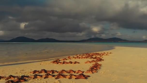 Denizyıldızları Balabac'taki Candaraman adasının kum barında sıraya giriyor. — Stok video