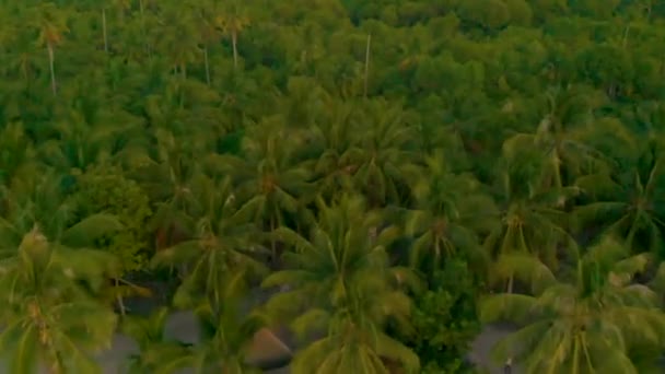 Sobrevolando la selva de palmeras al atardecer en la isla de Candaraman — Vídeo de stock