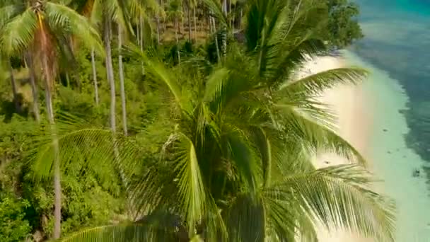 Palm Tree Paradise Med Vit Sandstrand Turkos Vatten Och Korallrev — Stockvideo