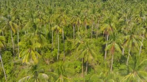 Paraíso Palmeras Con Playa Arena Blanca Agua Turquesa Arrecifes Coral — Vídeo de stock