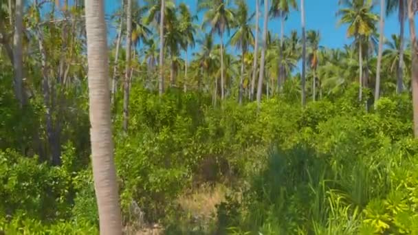 Palm Tree Paradise Med Vit Sandstrand Turkos Vatten Och Korallrev — Stockvideo