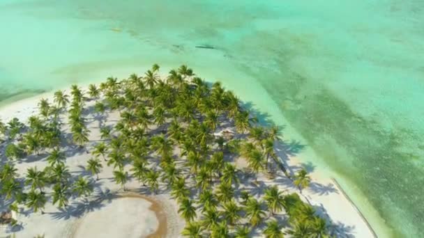 Vista Aérea Las Palmeras Alinean Largo Costa Arena Blanca Agua — Vídeo de stock