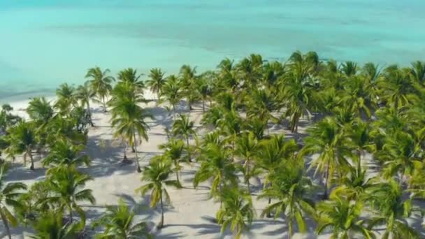 Aerial Landscape Tropical Coast Lots Palm Trees Endless Turquoise Ocean — Stock Video