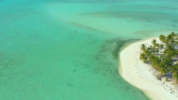 Trópusi Szigeten Fehér Strand Pálmafák Végtelen Türkizkék Víz Korallzátonyok Kilátás — Stock videók