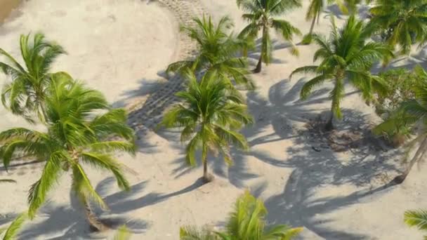 Luftaufnahme Von Palmen Reihen Sich Entlang Der Weißen Sandküste Und — Stockvideo