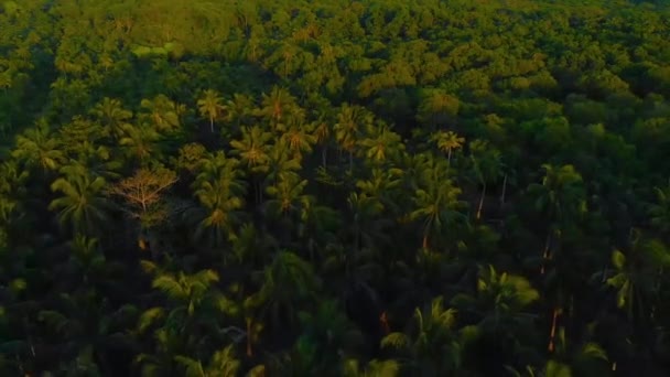 Aerial tropical coast and palm trees line up along the island in Candaraman island in Balabac — Stock Video