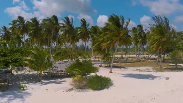 Пальмы выстроились вдоль бесконечного белого песчаного пляжа Пунта-Себаринг — стоковое видео