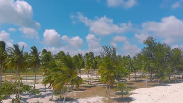 棕榈树沿着蓬塔塞巴林的无尽的白色沙滩排列 — 图库视频影像