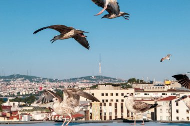 İstanbul, Türkiye'de berrak mavi gökyüzünde birçok Martı özgürce uçuyor
