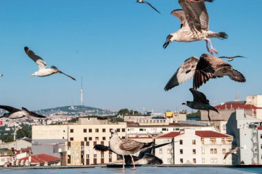 İstanbul, Türkiye'de berrak mavi gökyüzünde birçok Martı özgürce uçuyor