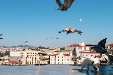 İstanbul, Türkiye'de berrak mavi gökyüzünde birçok Martı özgürce uçuyor