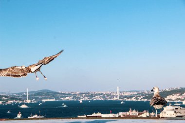 İstanbul, Türkiye'de berrak mavi gökyüzünde birçok Martı özgürce uçuyor