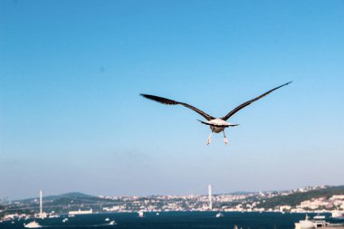 İstanbul, Türkiye'de berrak mavi gökyüzünde birçok Martı özgürce uçuyor