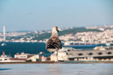 İstanbul, Türkiye'de berrak mavi gökyüzünde birçok Martı özgürce uçuyor