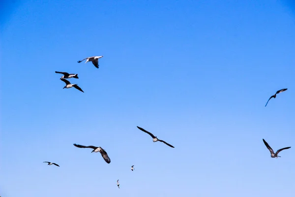 Massor Seagulls Flyga Fritt Clear Blue Sky Istanbul Turkiet — Stockfoto