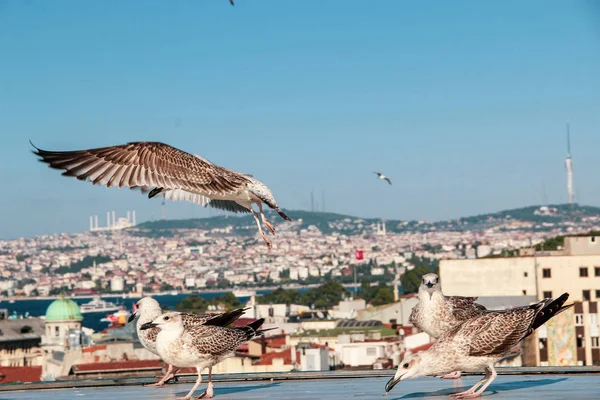 Muchas Gaviotas Vuelan Libremente Cielo Azul Claro Estambul Turquía —  Fotos de Stock