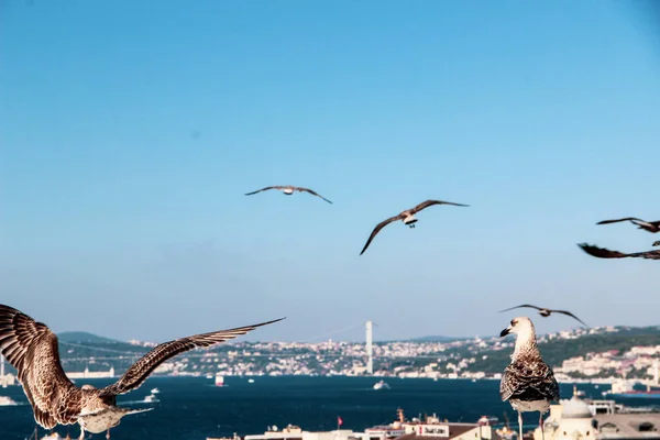 Encantador Casal Abraçando Telhado Com Fundo Gaivota Bósforo — Fotografia de Stock