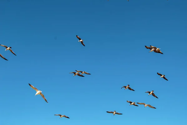 Massor Seagulls Flyga Fritt Clear Blue Sky Istanbul Turkiet — Stockfoto