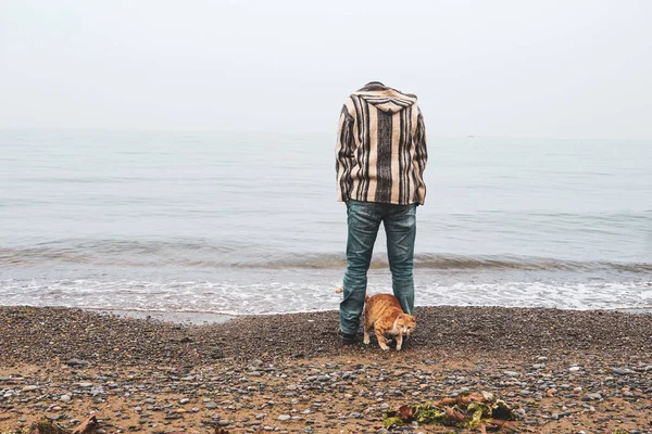 노랑머리 고양이 해변에서 남자의 다리로 — 스톡 사진