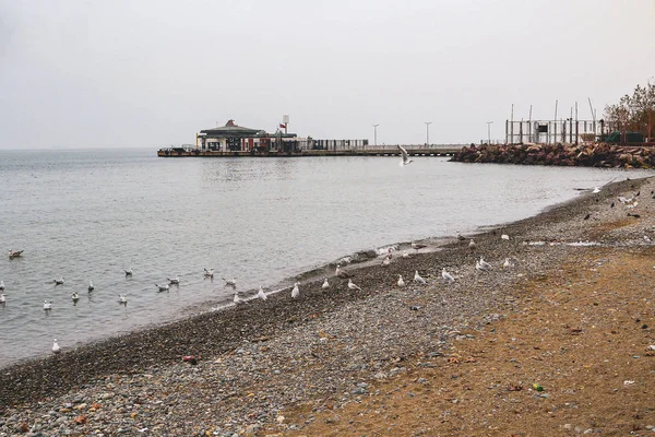 Каменная Береговая Линия Чайки Море Причалом Лодки Стамбуле Турция — стоковое фото