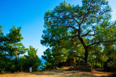 Türkiye 'nin Balikesir ilçesinin Edremit ilçesine bağlı Kaz Dağı, Kaz Daglari, Ida Dağı' nda göl ve nehir bulunan Milli Park 'ta yeşil yaşam alanı