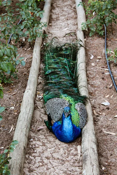 Belo Pavão Selvagem Azul Andando Grama Verde Jardim — Fotografia de Stock