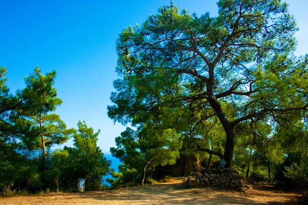 Grön Livsmiljö Vid Nationalparken Med Sjö Och Flod Kaz Mountain — Stockfoto