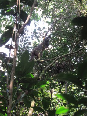 İçeride, doğu Madagaskar 'daki Ranomafana Ulusal Parkı' nda. Bir sürü ağaç ve yeşil yaşam alanı