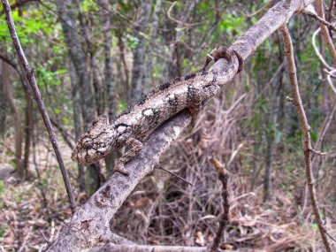 Madagaskar 'da Renkli Panter Bukalemunu (Furcifer pardalis)