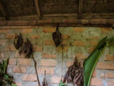 Madagaskar 'da Andasibe' de tuğla duvarın köşesinde uyuyan meyve yarasaları