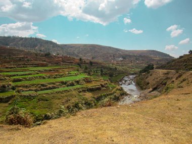 İçeride, doğu Madagaskar 'daki Ranomafana Ulusal Parkı' nda. Bir sürü ağaç ve yeşil yaşam alanı
