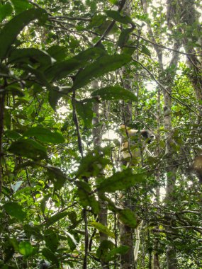 Madagaskar 'daki doğal yaşam alanındaki ağaç dalında halka kuyruklu Lemur catta.