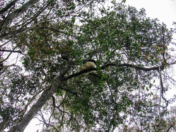 Lemur Cola Anillada Hábitat Verde Natural Madagascar — Foto de Stock