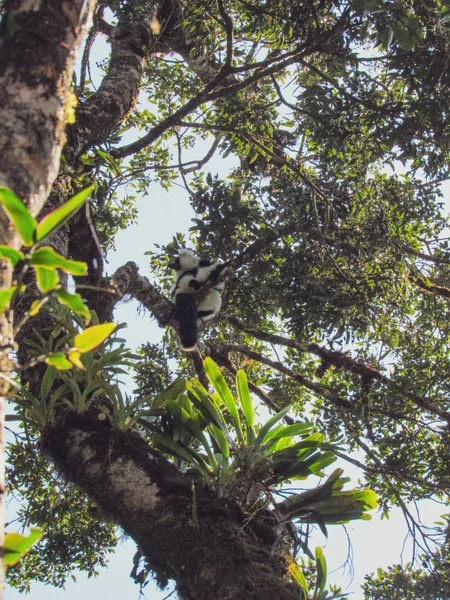 Lemur Cola Anillada Hábitat Verde Natural Madagascar — Foto de Stock