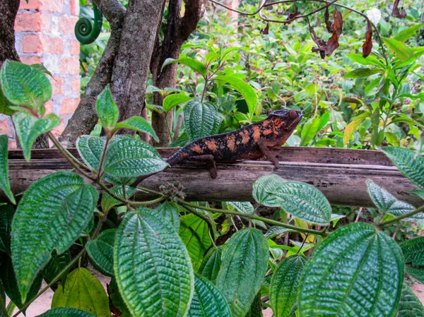 Pantera Variopinta Chameleon Furcifer Pardalis Madagascar — Foto Stock